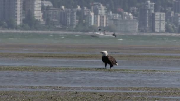加拿大沙滩上的秃鹰景观观 — 图库视频影像