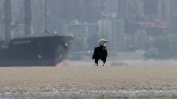 Vista Panorámica Del Águila Calva Pie Playa Canadá — Vídeo de stock