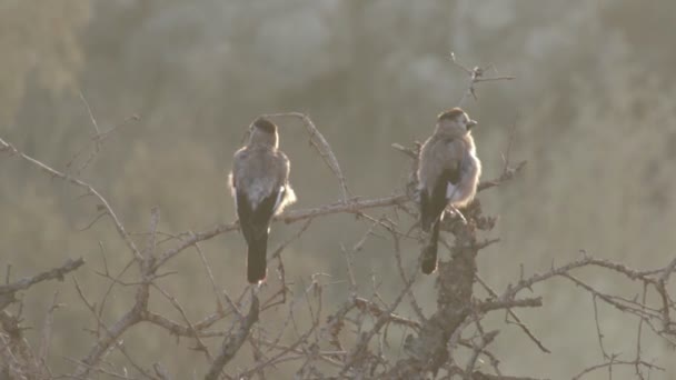 Vista Ravvicinata Degli Uccelli Gay Eurasiatici Seduti Sui Rami Gerusalemme — Video Stock