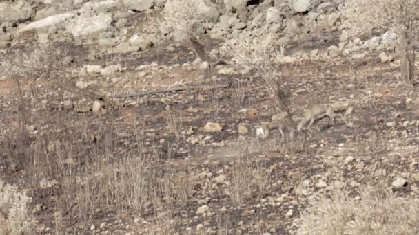 Long Shot Καταπολέμηση Της Ισραηλινής Βουνό Ταε Κέρατο — Αρχείο Βίντεο