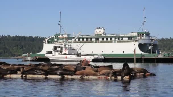 カナダの湖で観光船の風光明媚なビュー — ストック動画