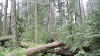 Eski orman Vancouver Adası, Kanada kesilen ağaçlarının doğal görünümü
