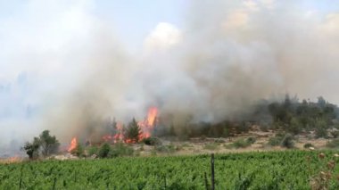 Doğal görünümünü Jerusalem ormandaki orman yangını