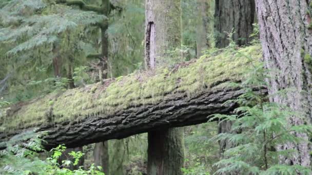 Vista Panorámica Árboles Talados Viejo Bosque Isla Vancouver Canadá — Vídeo de stock