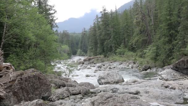 加拿大温哥华岛风景秀丽的河流景观 — 图库视频影像