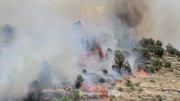 Vue panoramique des feux de forêt dans la forêt de Jérusalem 