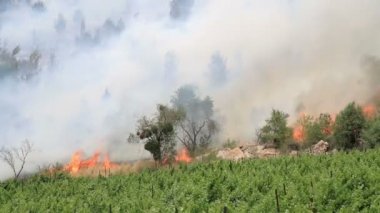 Doğal görünümünü Jerusalem ormandaki orman yangını