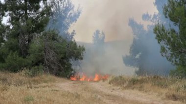 Doğal görünümünü Jerusalem ormandaki orman yangını