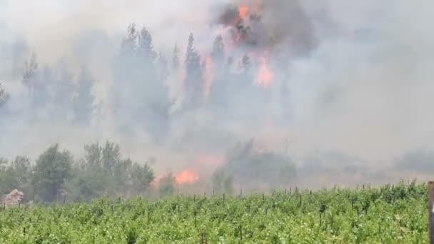 Vue panoramique des feux de forêt dans la forêt de Jérusalem 