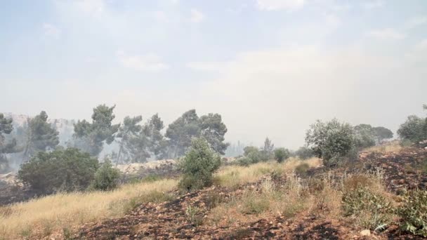 Vacker Utsikt Över Wildfire Jerusalem Skog — Stockvideo