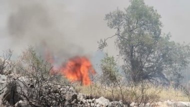 Doğal görünümünü Jerusalem ormandaki orman yangını