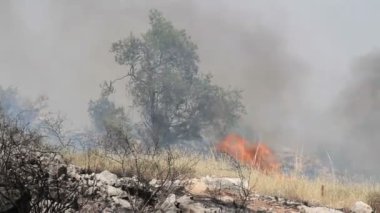 Doğal görünümünü Jerusalem ormandaki orman yangını