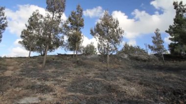 Kudüs'ü orman manzaralı görünümü sonra orman yangını