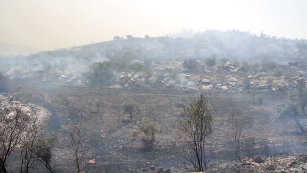 Vista Panoramica Della Foresta Gerusalemme Dopo Incendio — Video Stock