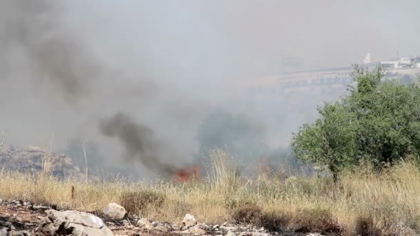 Vacker Utsikt Över Wildfire Jerusalem Skog — Stockvideo