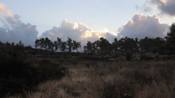 Vacker Utsikt Över Jerusalem Skog Efter Skogsbrand — Stockvideo