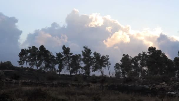 Malerischer Blick Auf Den Jerusalem Wald Nach Einem Flächenbrand — Stockvideo