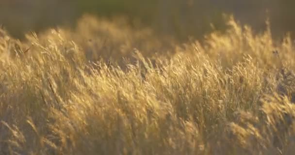 Vegetation Vind Negev Öknen Israel — Stockvideo