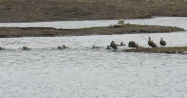 Eider Spitsbergen, Norveç suda yüzen ördekler