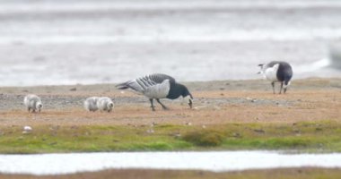 Barnacle kaz besleme Spitsbergen Norveç'in orta atış