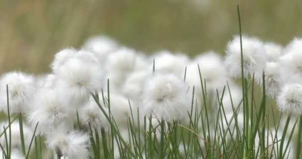 Close View Cotton Grass Wind Spitsbergen Norway — Stock Video