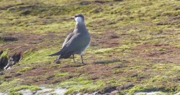 Arctic Skua Stojąc Ziemi Norwegia — Wideo stockowe