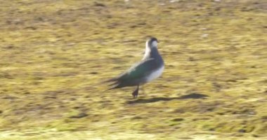 Arctic yere, Norveç yürüyüş korsan martı