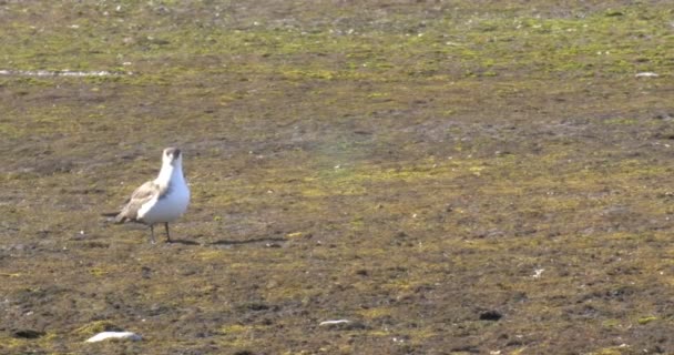 地面には ノルウェーの北極スクア立って — ストック動画