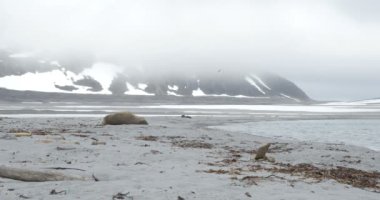 Plaj Spitsbergen Adası'nda yalan Walruses görünümünü 