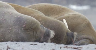 Plaj Spitsbergen Adası'nda yalan Walruses görünümünü 