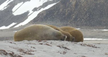 Plaj Spitsbergen Adası'nda yalan Walruses görünümünü 