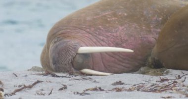 Plaj Spitsbergen Adası'nda yalan Walruses görünümünü 