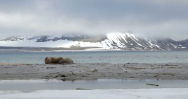 Plaj Spitsbergen Adası'nda yalan Walruses görünümünü 