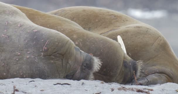 Plaj Spitsbergen Adası Nda Yalan Walruses Görünümünü — Stok video