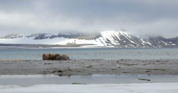 View Walruses Lying Beach Spitsbergen Island — Stock Video