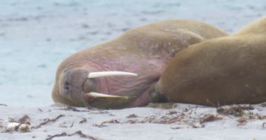 Plaj Spitsbergen Adası'nda yalan Walruses görünümünü 