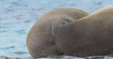 Plaj Spitsbergen Adası'nda yalan Walruses görünümünü 