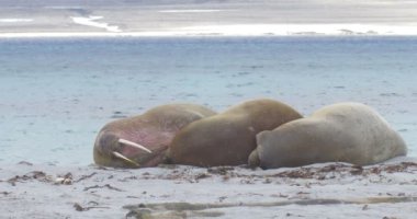 Plaj Spitsbergen Adası'nda yalan Walruses görünümünü 