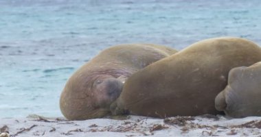 Plaj Spitsbergen Adası'nda yalan Walruses görünümünü 