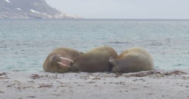 Plaj Spitsbergen Adası'nda yalan Walruses görünümünü 