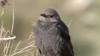 Kayanın üzerinde oturan Tristram grackle görünümü Kapat