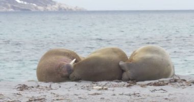 Plaj Spitsbergen Adası'nda yalan Walruses görünümünü 