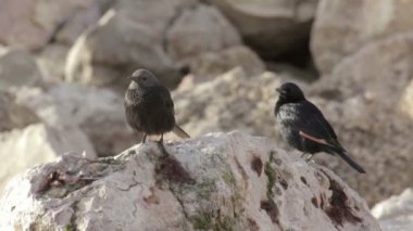 Kaya duran iki tristram grackles görünümünü