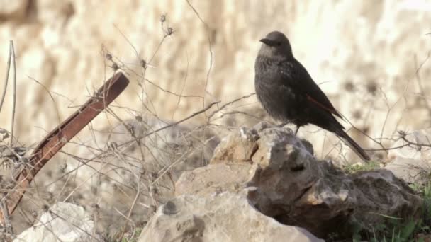 Weergave Van Tristram Gloed Grackle Zittend Rock Sluit — Stockvideo