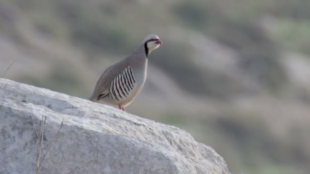 Άποψη Του Chukar Πέρδικα Στέκεται Πάνω Βράχο — Αρχείο Βίντεο