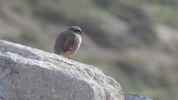 Lihat Partridge Chukar Berdiri Atas Batu — Stok Video