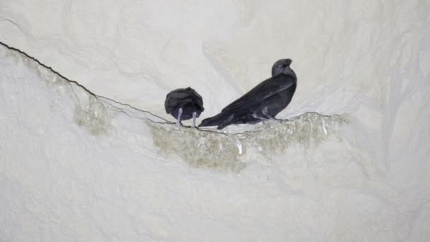Middellange Schot Van Fan Tailed Raven — Stockvideo