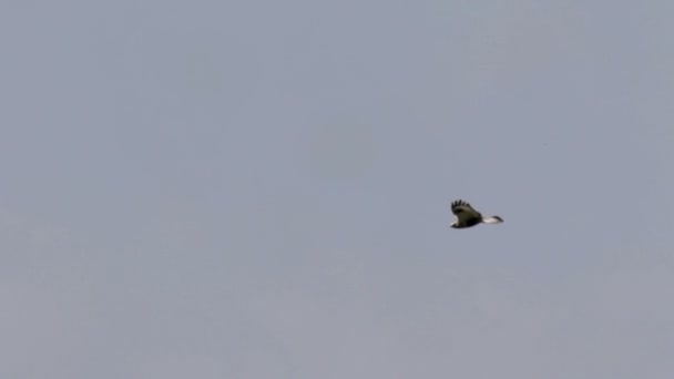 Vista Panorâmica Voo Buzzard Com Pernas Ásperas Contra Céu Azul — Vídeo de Stock