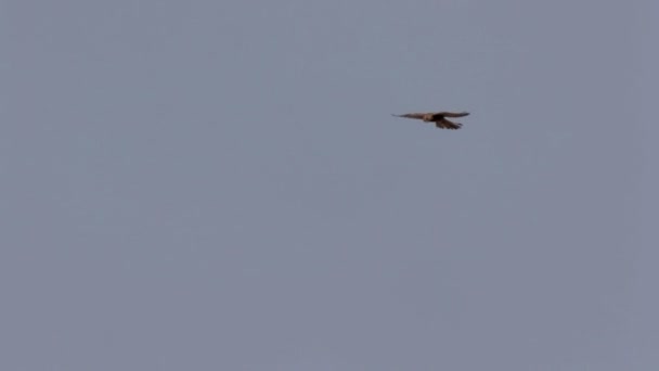 Schilderachtig Uitzicht Vliegen Rough Legged Buzzard Tegen Blauwe Hemel — Stockvideo