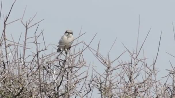 Great Gray Shrike Standing Branch — Stock Video